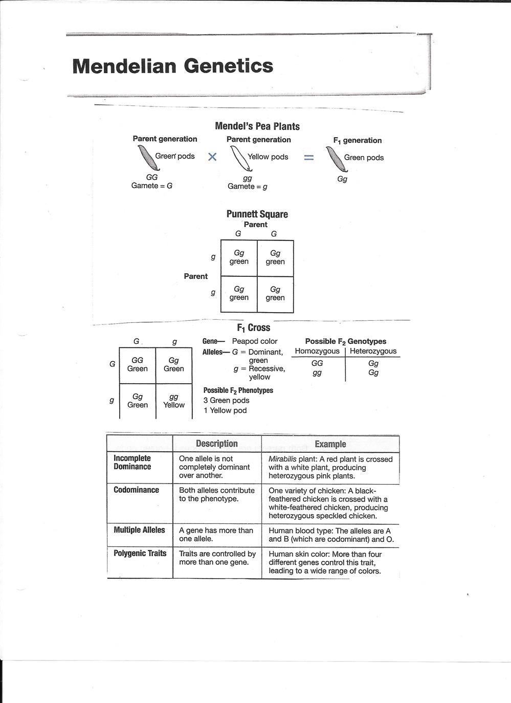 Mendelian Genetics
